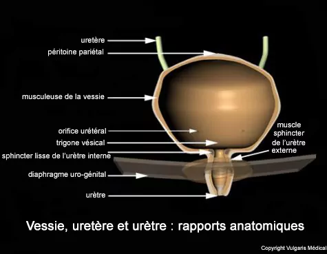 Vessie, uretère et urètre : rapports anatomiques