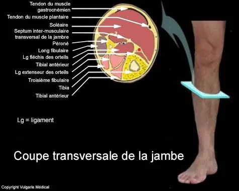 Anatomie de la coupe transversale de la jambe