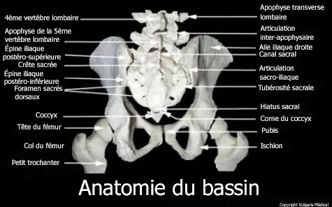 Anatomie du bassin (schéma)