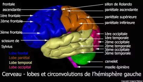 Cerveau - lobes et circonvolutions cérébrales de l'hémisphère gauche