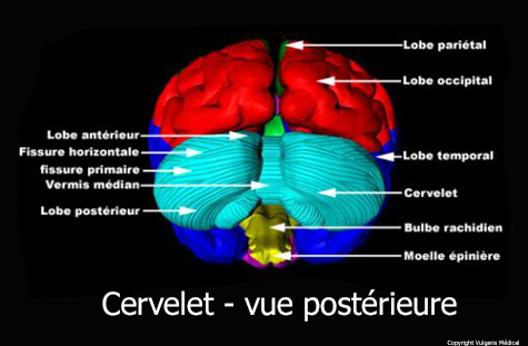 Cerveau - vue postérieure (schéma)