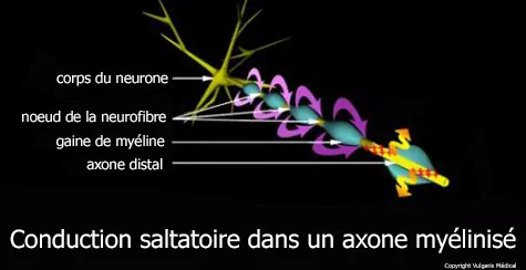 Conduction saltatoire dans un axone myélinisé