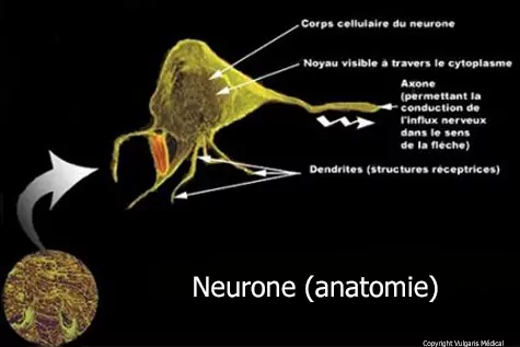 Neurone - anatomie