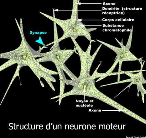 Neurone moteur