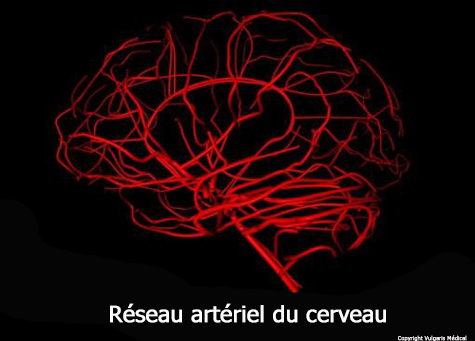 Réseau artériel du cerveau