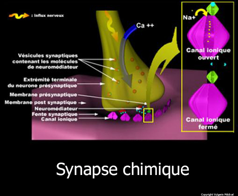 Synapse chimique