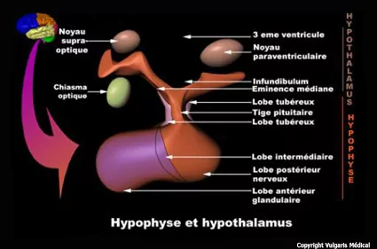 Hypophyse et hypothalamus (schéma)