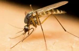 Moustiques :  5 produits naturels pour les éloigner