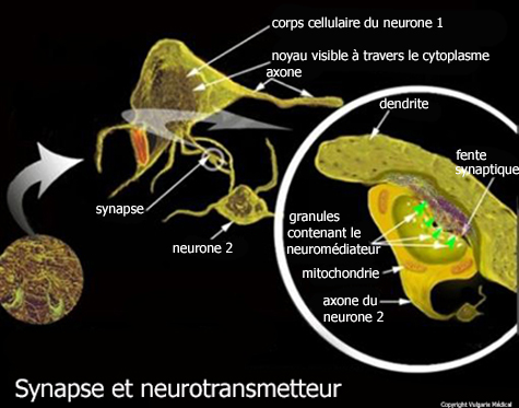 Synapse et neurotransmetteur