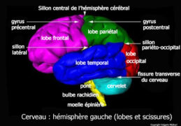 Cerveau H misph re Gauche Lobes Et Scissures sch ma Anatomie Cerveau H misph re Gauche Lobes Et Scissures sch ma Anatomie