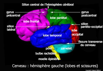 Cerveau : hémisphère gauche - lobes et scissures (schéma)