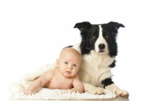 Exposer les bébés aux poils d'animaux domestiques les protège des allergies