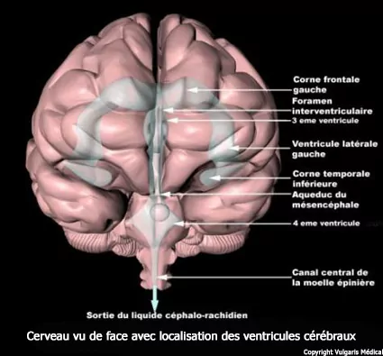 Ventricules cérébraux - localisation dans le cerveau vu de face (schéma)