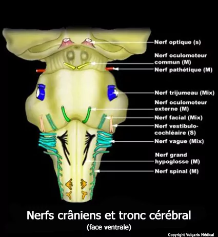 Nerfs crâniens et tronc cérébral (schéma)