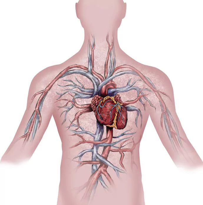 10 choses à savoir sur l'appareil circulatoire