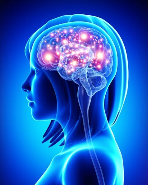 Neuropsychologie - Introduction aux fondements neuroanatomiques du cerveau