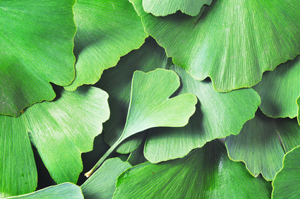 Les puissantes vertus antibactériennes du Ginkgo biloba
