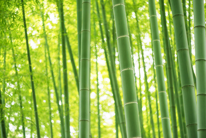 5 bienfaits du bambou