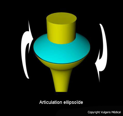 Articulation ellipsoïde (schéma)