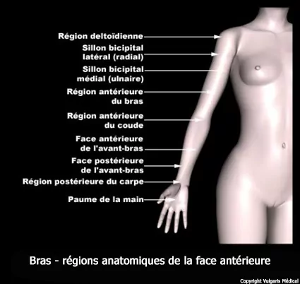 Bras (régions anatomiques de la face antérieure)
