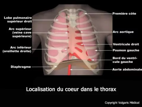 Coeur (situation dans le thorax)
