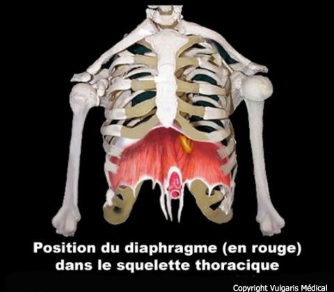 Diaphragme (position dans le thorax)