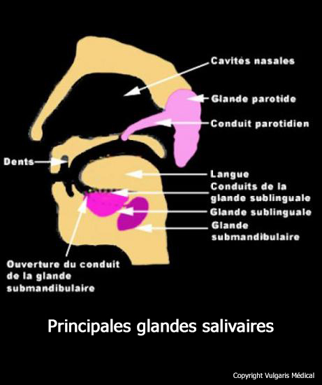 Glandes Salivaires Anatomie Photo Et Illustration
