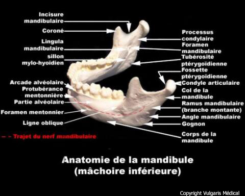 Mandibule (anatomie)