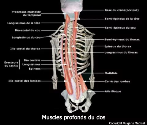 Muscles profonds du dos