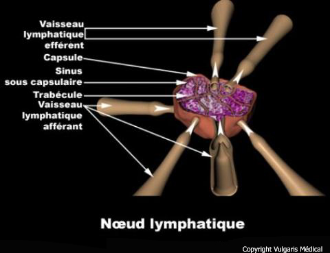 Nœud lymphatique (ganglion lymphatique)