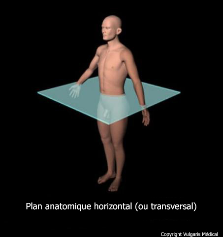 Plan anatomique horizontal ou transversal