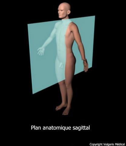 Plan anatomique sagittal parallèle au plan médian