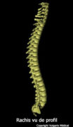 Schema Rachis Rachis dans son ensemble (vue de profil) - Anatomie, photo et illustration