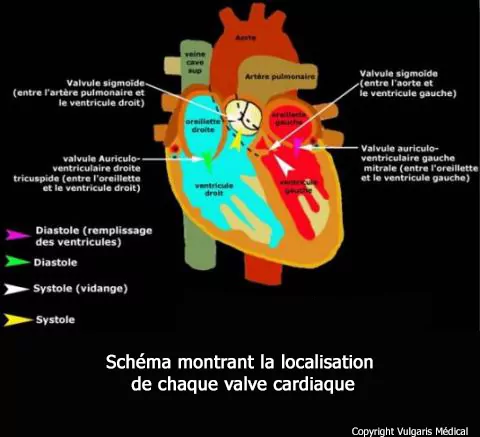 Valves cardiaques (localisation)