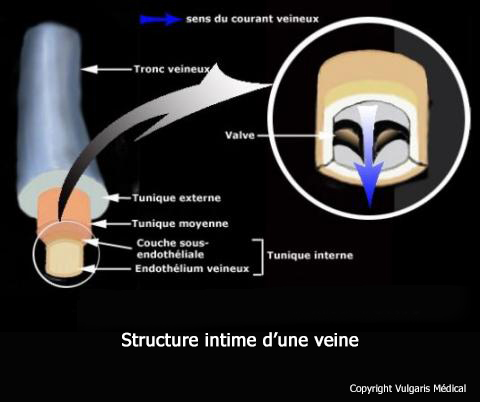 Veine (structure)