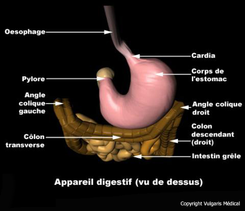 Appareil digestif (vue de dessus)