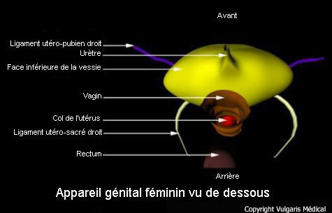 Appareil génital féminin vu de dessous (schéma)