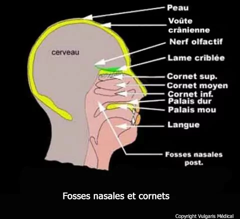 Fosses nasales et cornets (anatomie schématique)