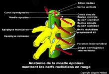 Les Racines Rachidiennes Nerfs rachidiens - Anatomie, photo et illustration