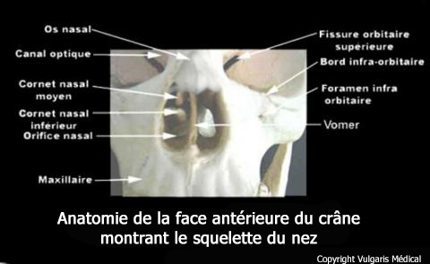 Nez de face (anatomie du squelette)