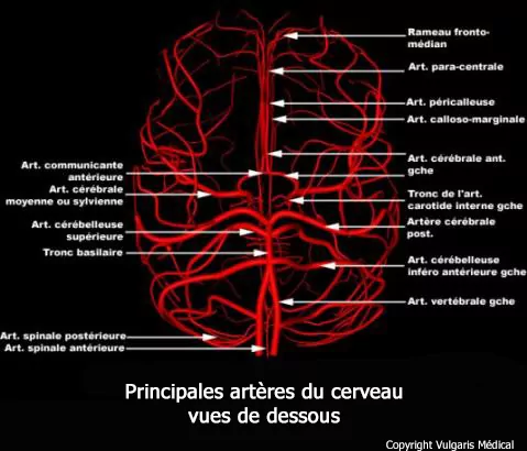Principales artères du cerveau vues de dessous