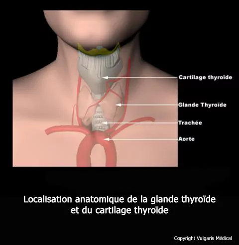 Thyroïde et cartilage thyroïde (anatomie)