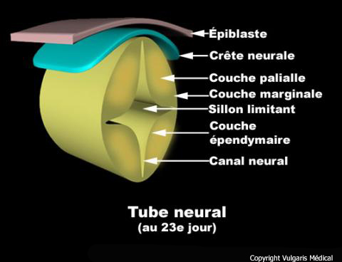 Tube neural (au 23e jour)