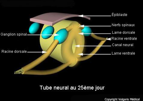 Tube neural au 25ème jour (schéma)