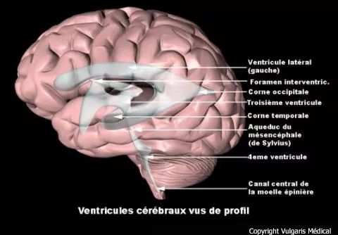 Ventricules cérébraux vus de profil