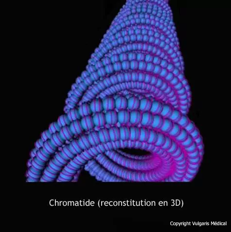 Chromatide (reconstitution en 3D)