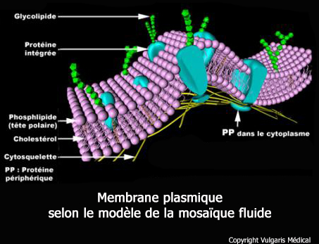 Membrane plasmique (structure)