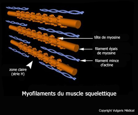 Myofilaments du muscle squelettique