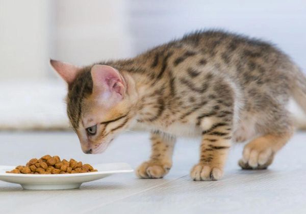 peut on donner des probiotiques humain à un chat