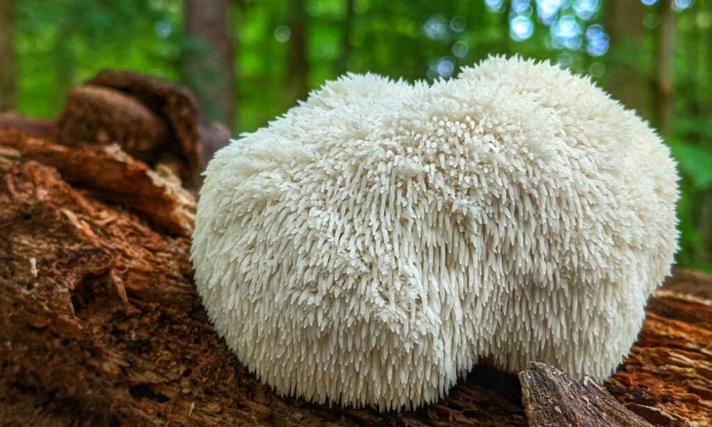 狮鬃菇:我们健康床边的蘑菇